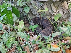 Agkistrodon russeolus