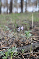 Gueldenstaedtia verna