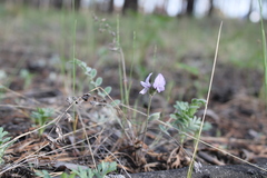 Gueldenstaedtia verna