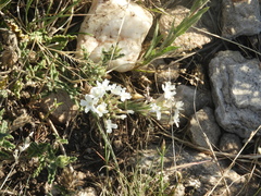 Glandularia platensis