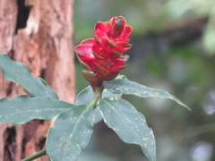 Costus woodsonii