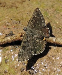 Exoplisia myrtis