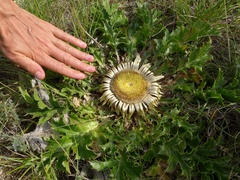 Carlina acanthifolia