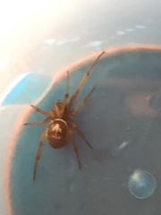 Steatoda nobilis
