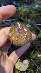 Lepiota flammeotincta