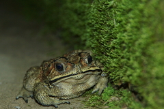 Duttaphrynus melanostictus