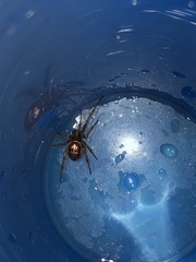 Steatoda nobilis