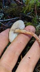 Lepiota flammeotincta