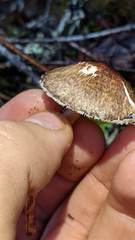 Lepiota flammeotincta