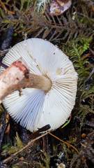 Lepiota flammeotincta
