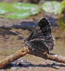 Exoplisia myrtis