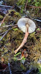 Lepiota flammeotincta