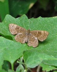 Exoplisia myrtis