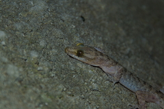 Cyrtodactylus petani