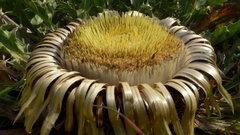 Carlina acanthifolia