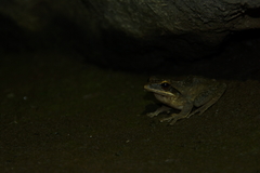 Polypedates leucomystax