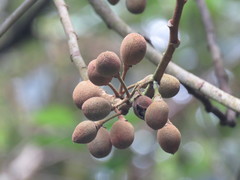 Hampea appendiculata