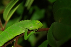 Bronchocela jubata