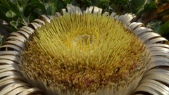 Carlina acanthifolia