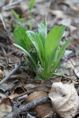 Viola gmeliniana