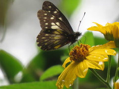 Catasticta nimbice