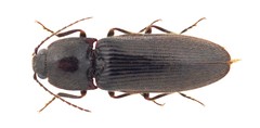 Hemicrepidius ruficornis