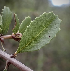 Ceanothus ferrisiae