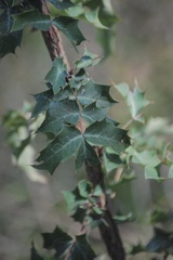 Berberis swaseyi