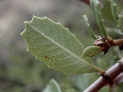 Ceanothus ferrisiae