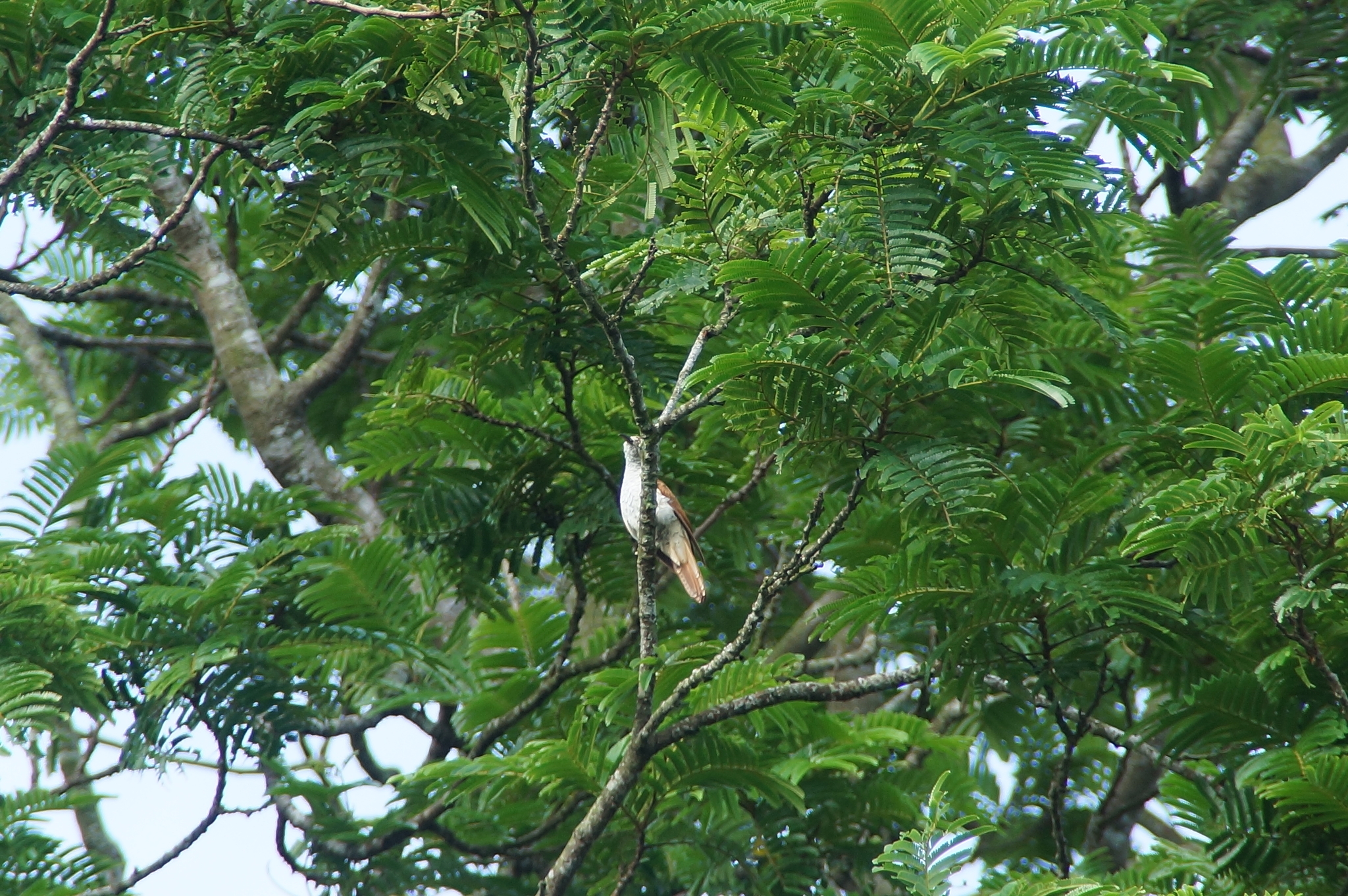 Banded Bay Cuckoo