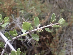 Ceanothus ferrisiae