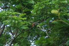 Cacomantis sonneratii