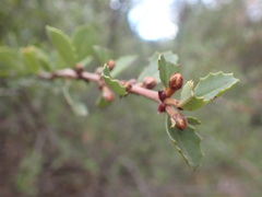 Ceanothus ferrisiae