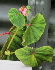 Begonia grandis