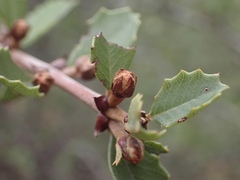 Ceanothus ferrisiae