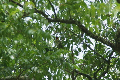 Psilopogon javensis