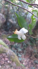 Camellia caudata