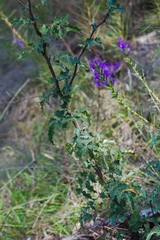 Berberis swaseyi