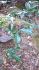 Camellia caudata