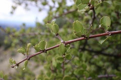 Ceanothus ferrisiae