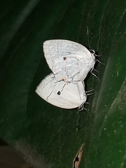 Iaspis andersoni