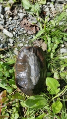Sternotherus odoratus