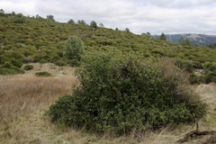 Ceanothus ferrisiae