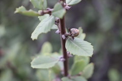 Ceanothus ferrisiae