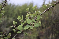 Ceanothus ferrisiae