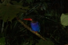 Halcyon cyanoventris