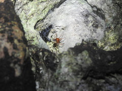 Loxosceles yucatana