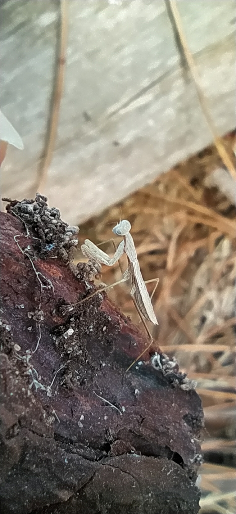 Eumusonia livida