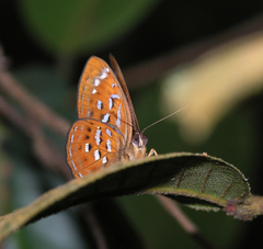 Taxila haquinus berthae