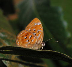 Taxila haquinus berthae
